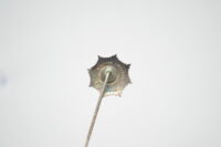 RLB Mitgliedsnadel