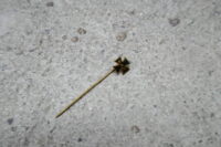 Mitgliedsabzeichen der G.d.R (Ritterkreuz)